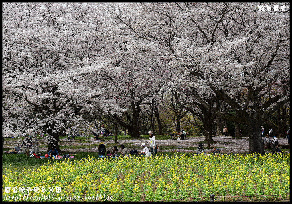 【日本旅遊】東京親子賞櫻自由行‧國營昭和紀念公園/爆美櫻花/櫻吹雪/鬱金香 @假日農夫愛趴趴照