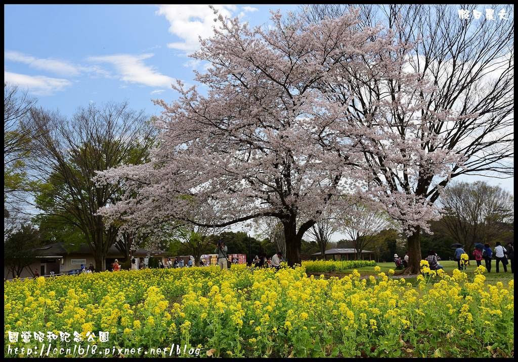 【日本旅遊】東京親子賞櫻自由行‧國營昭和紀念公園/爆美櫻花/櫻吹雪/鬱金香 @假日農夫愛趴趴照