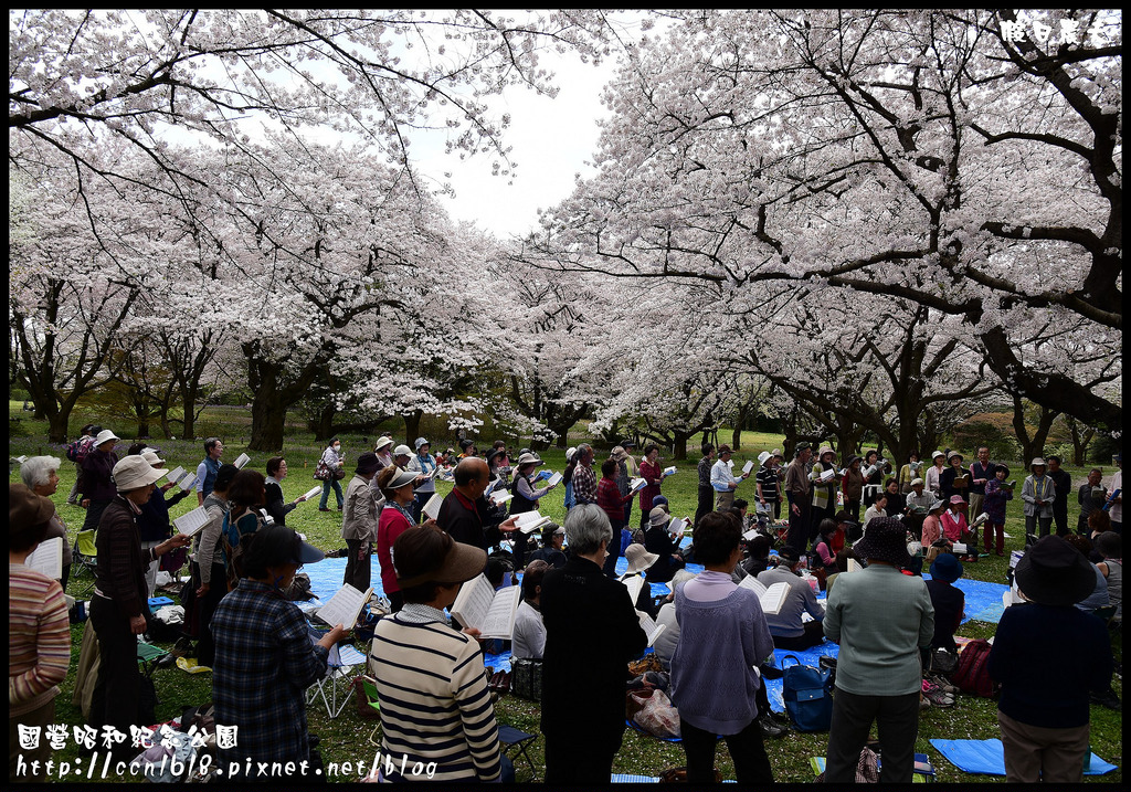 【日本旅遊】東京親子賞櫻自由行‧國營昭和紀念公園/爆美櫻花/櫻吹雪/鬱金香 @假日農夫愛趴趴照