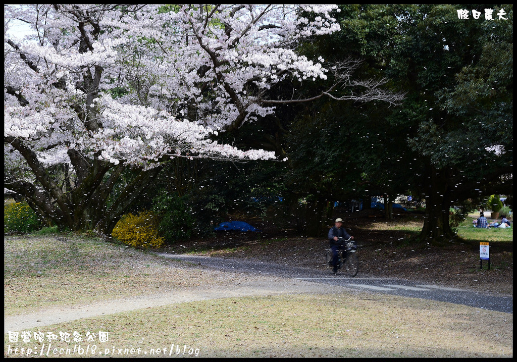 【日本旅遊】東京親子賞櫻自由行‧國營昭和紀念公園/爆美櫻花/櫻吹雪/鬱金香 @假日農夫愛趴趴照