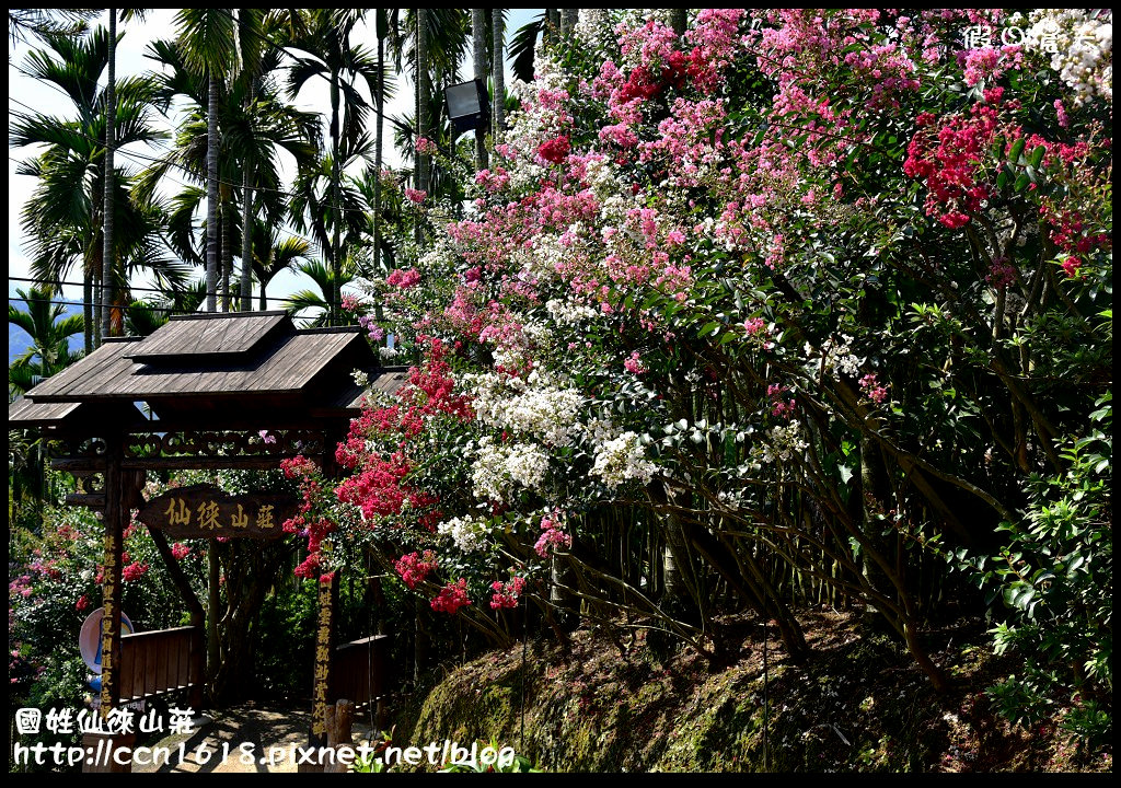 【南投旅遊】國姓仙徠山莊‧被紫薇花包圍的幸福咖啡屋/一日遊/賞花秘境 @假日農夫愛趴趴照