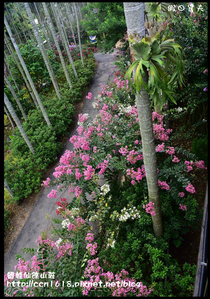 【南投旅遊】國姓仙徠山莊‧被紫薇花包圍的幸福咖啡屋/一日遊/賞花秘境 @假日農夫愛趴趴照