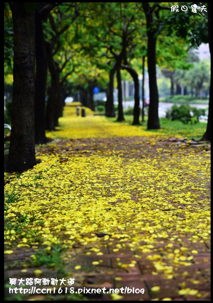 【農夫愛賞花】灑落滿地浪漫黃金雨‧興大路絕美阿勃勒大道 @假日農夫愛趴趴照