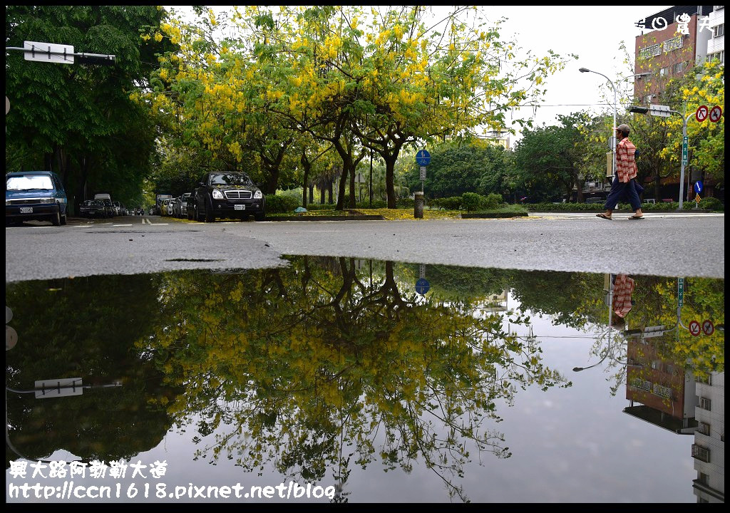 【農夫愛賞花】灑落滿地浪漫黃金雨‧興大路絕美阿勃勒大道 @假日農夫愛趴趴照