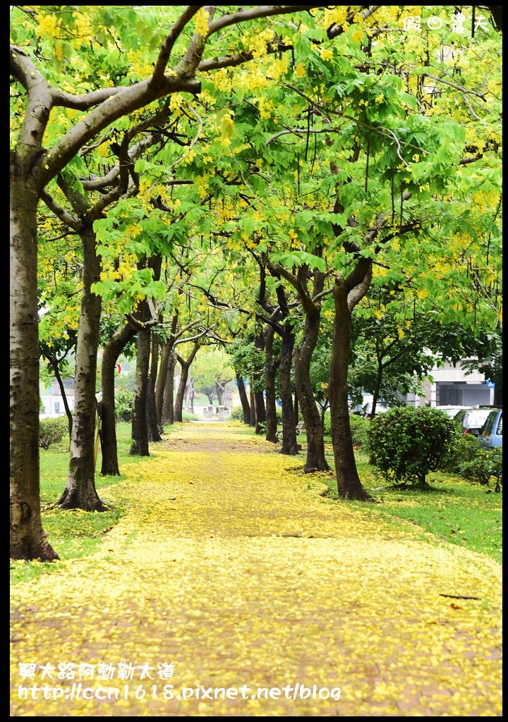 【農夫愛賞花】灑落滿地浪漫黃金雨‧興大路絕美阿勃勒大道 @假日農夫愛趴趴照