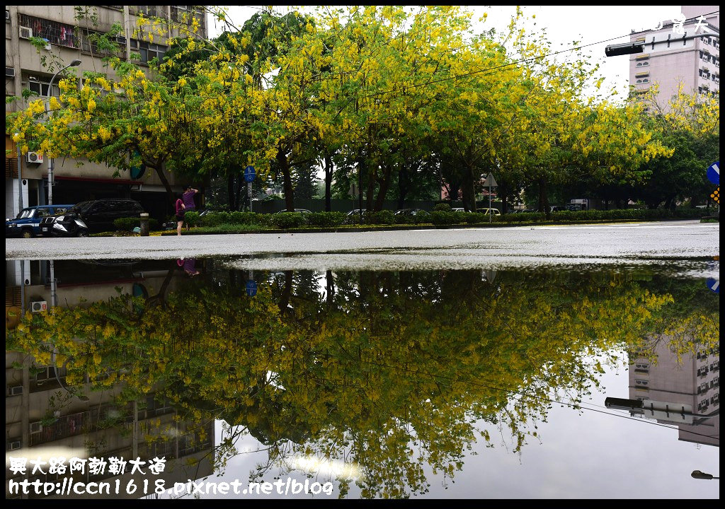 【農夫愛賞花】灑落滿地浪漫黃金雨‧興大路絕美阿勃勒大道 @假日農夫愛趴趴照