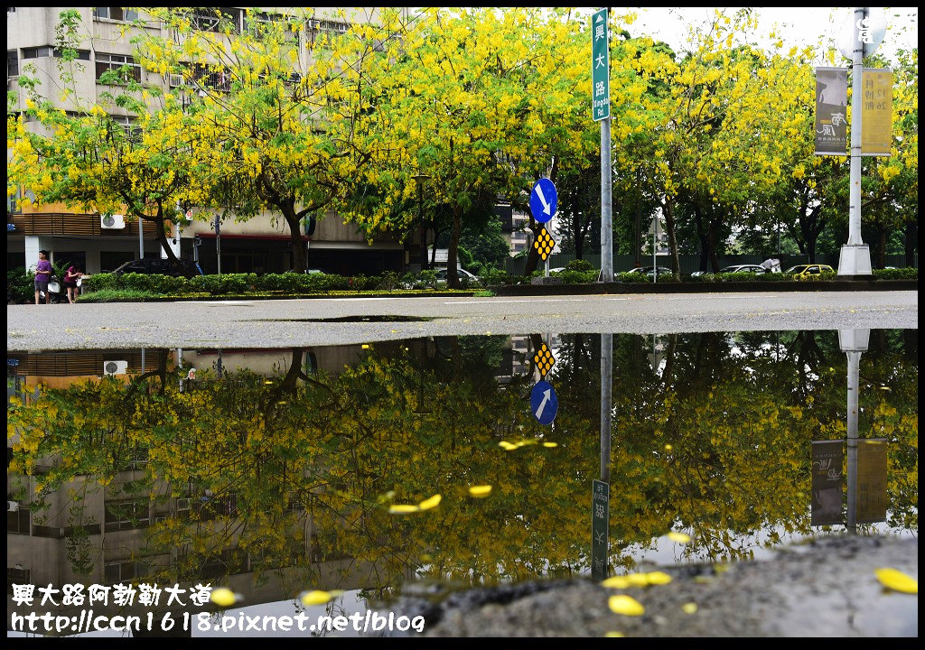 【農夫愛賞花】灑落滿地浪漫黃金雨‧興大路絕美阿勃勒大道 @假日農夫愛趴趴照