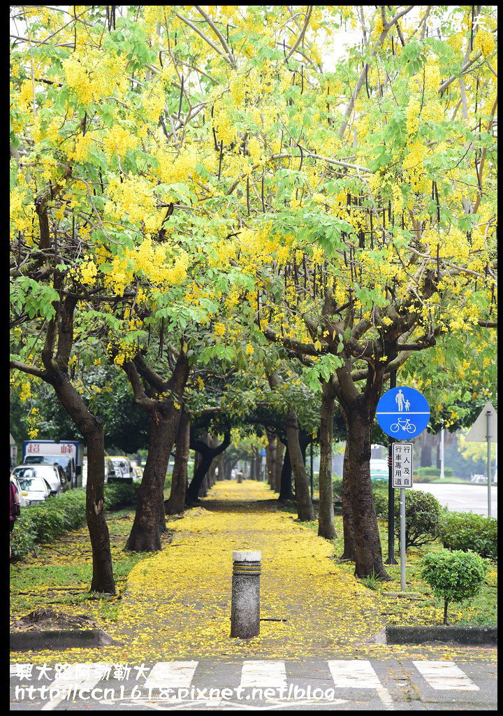 【農夫愛賞花】灑落滿地浪漫黃金雨‧興大路絕美阿勃勒大道 @假日農夫愛趴趴照