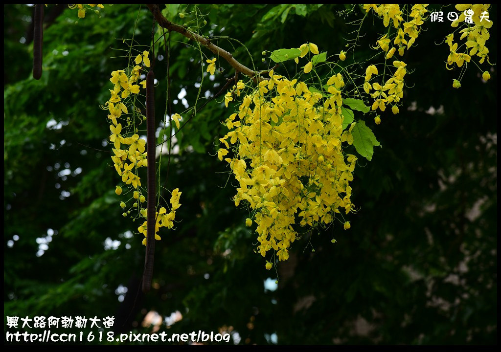 【農夫愛賞花】灑落滿地浪漫黃金雨‧興大路絕美阿勃勒大道 @假日農夫愛趴趴照