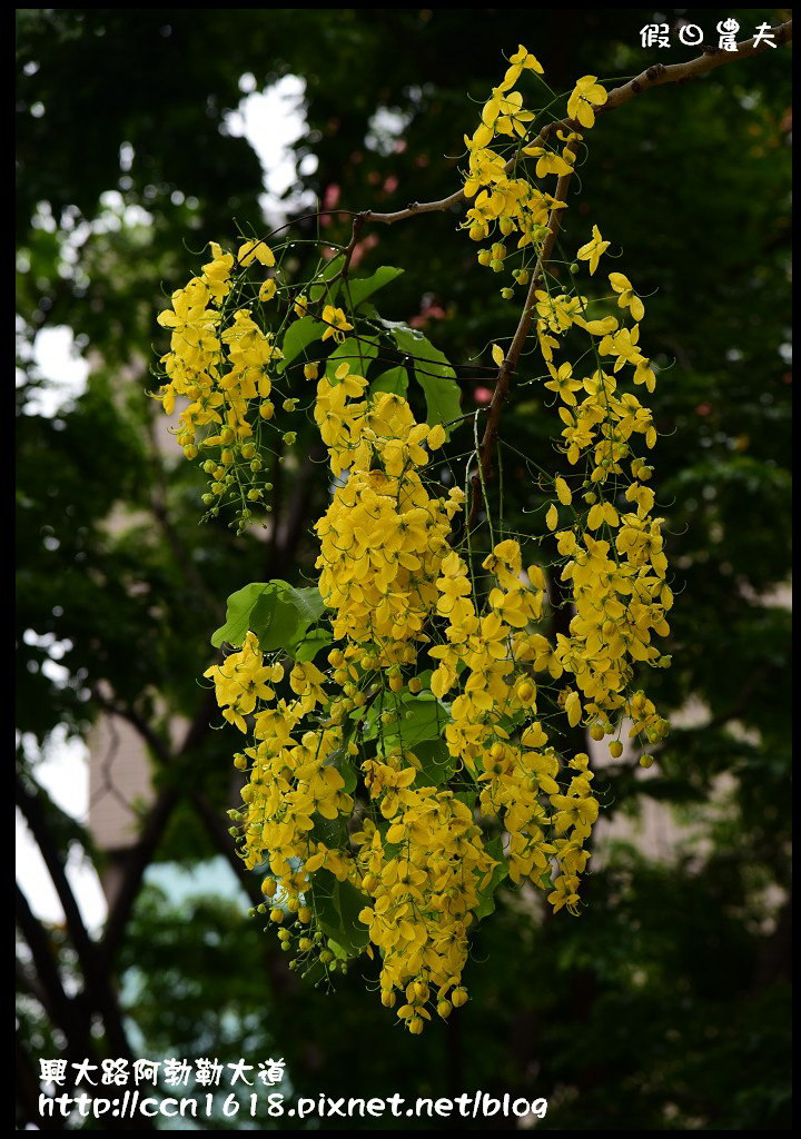 【農夫愛賞花】灑落滿地浪漫黃金雨‧興大路絕美阿勃勒大道 @假日農夫愛趴趴照