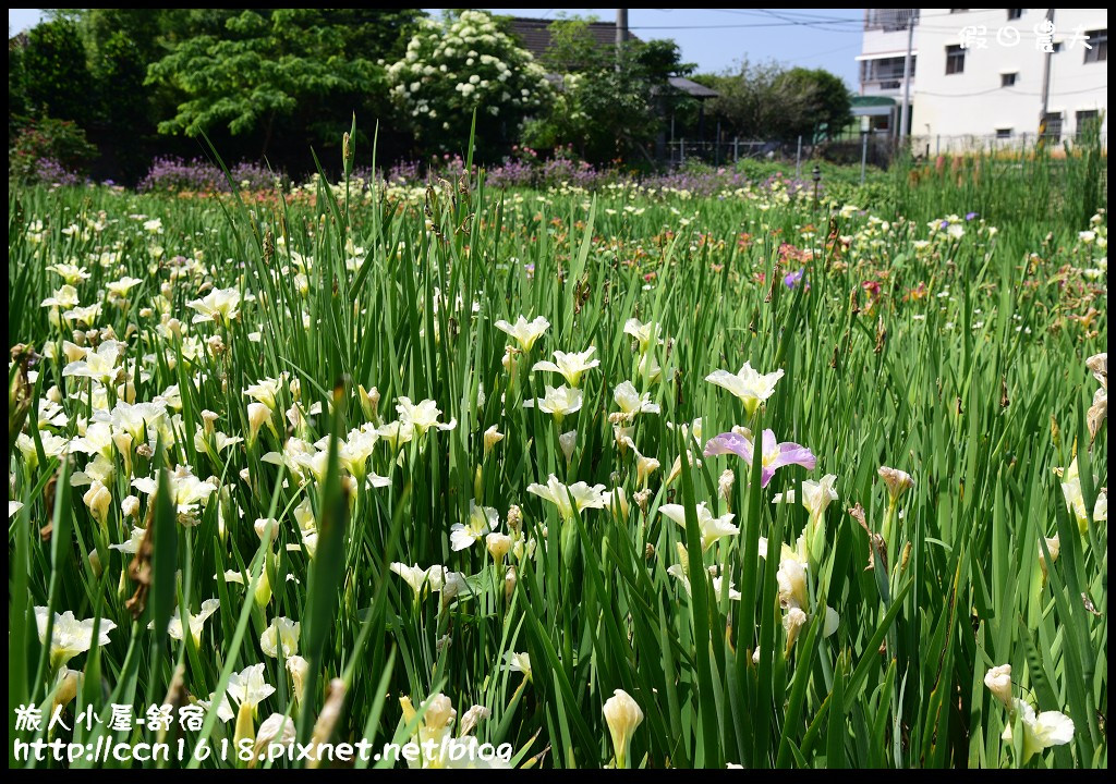 【農夫愛賞花】彰化田尾旅人小屋舒宿‧再賞鳶尾花海/免費景點/一日遊 @假日農夫愛趴趴照