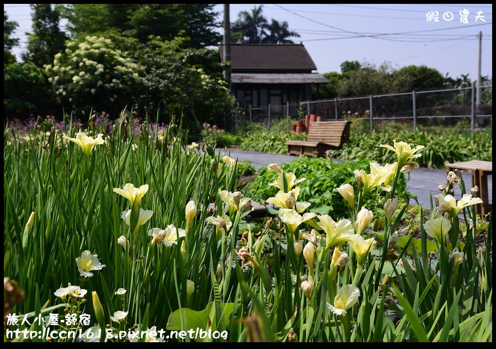 【農夫愛賞花】彰化田尾旅人小屋舒宿‧再賞鳶尾花海/免費景點/一日遊 @假日農夫愛趴趴照