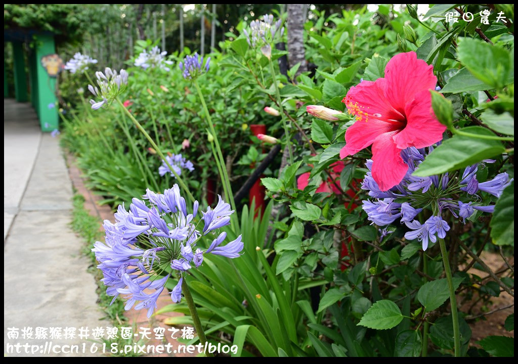 【南投旅遊】南投猴探井遊憩區-天空之橋‧​紫色浪漫愛情花季 @假日農夫愛趴趴照