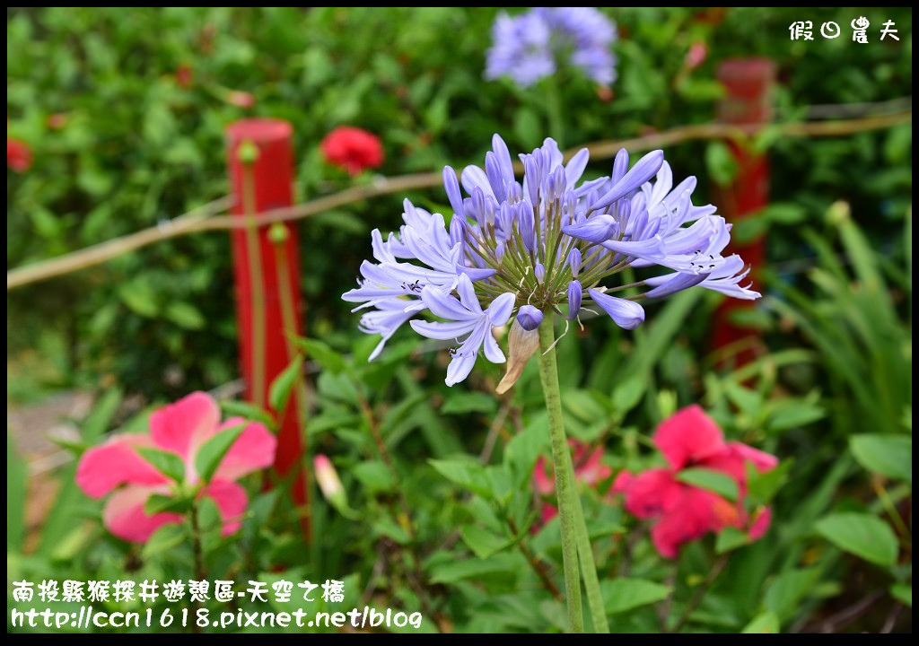 【南投旅遊】南投猴探井遊憩區-天空之橋‧​紫色浪漫愛情花季 @假日農夫愛趴趴照