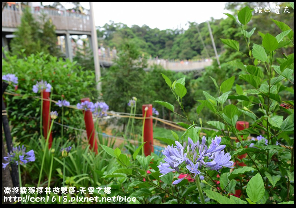 【南投旅遊】南投猴探井遊憩區-天空之橋‧​紫色浪漫愛情花季 @假日農夫愛趴趴照