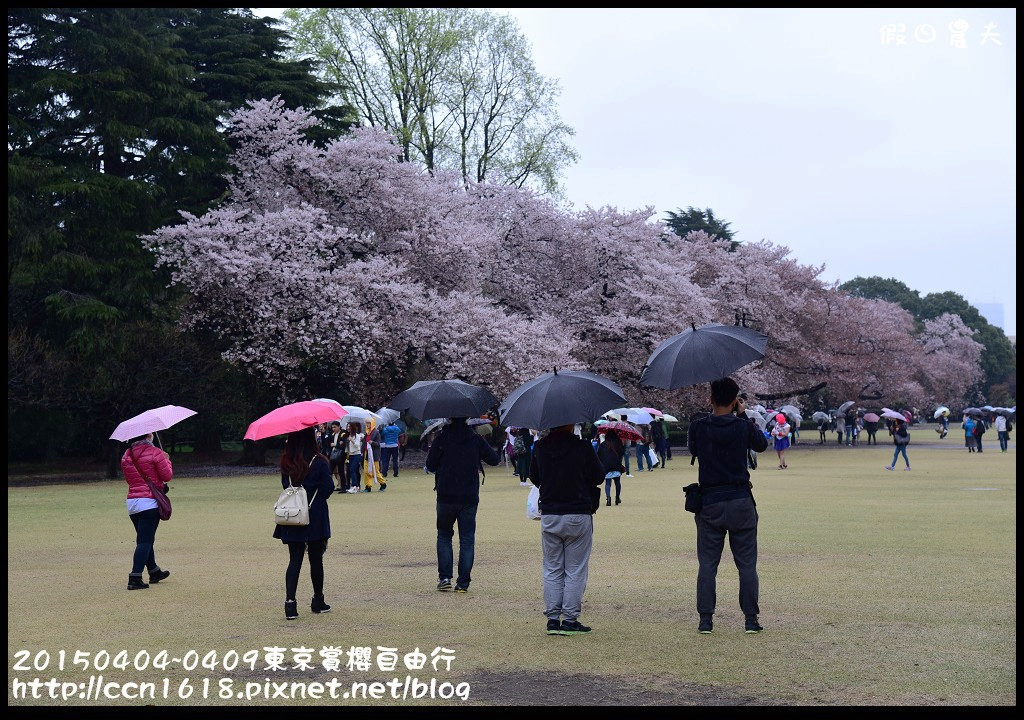 【日本旅遊】東京賞櫻自由行‧行程規劃/晴空塔/國立昭和紀念公園/三鷹之森美術館 @假日農夫愛趴趴照