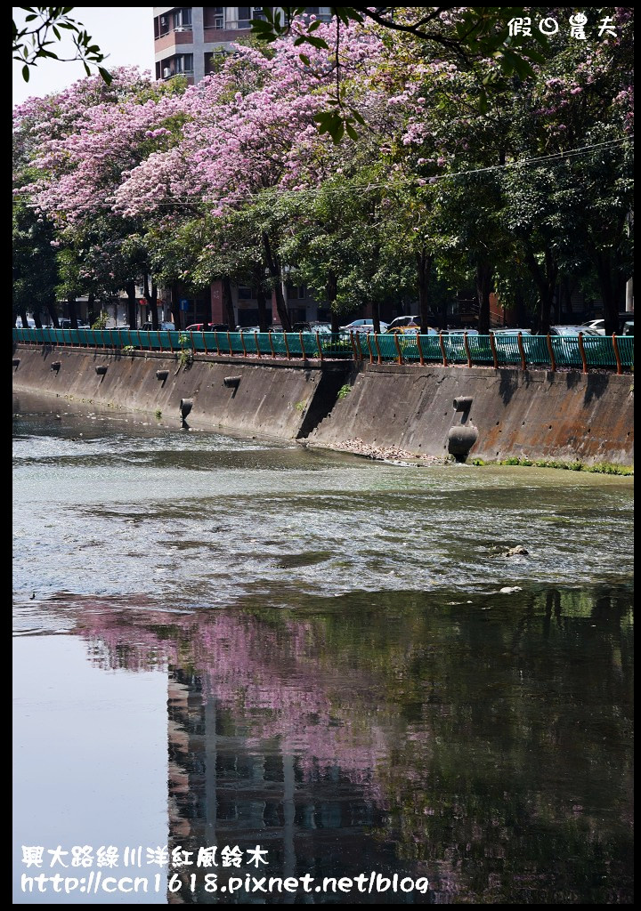 【農夫愛賞花】一朵朵的粉紅雲在綠川河岸‧興大路洋紅風鈴木 @假日農夫愛趴趴照