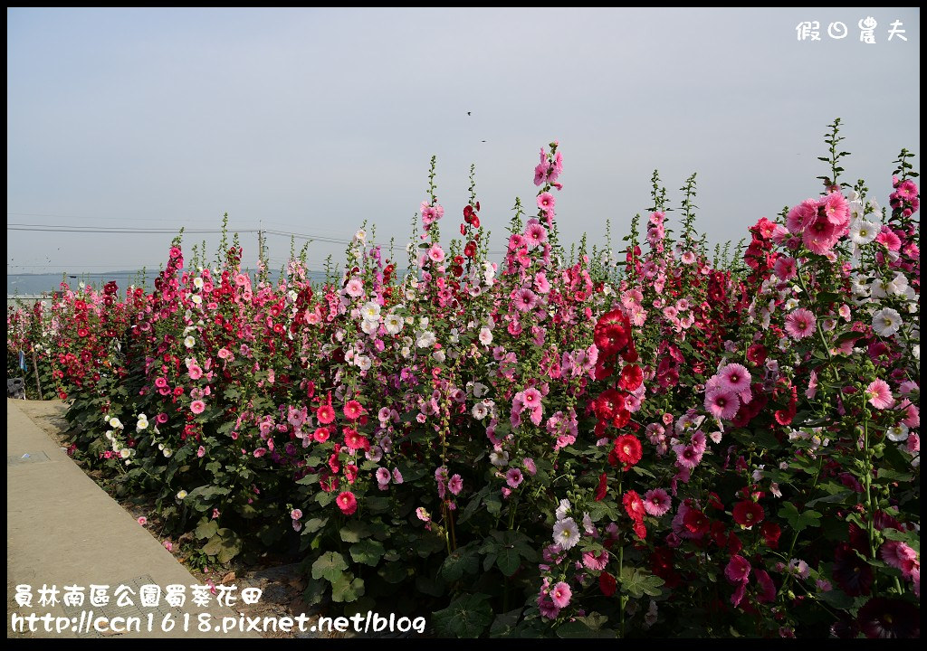 【農夫愛賞花】賞蜀葵花不用到台南學甲‧員林南區公園蜀葵花田 @假日農夫愛趴趴照