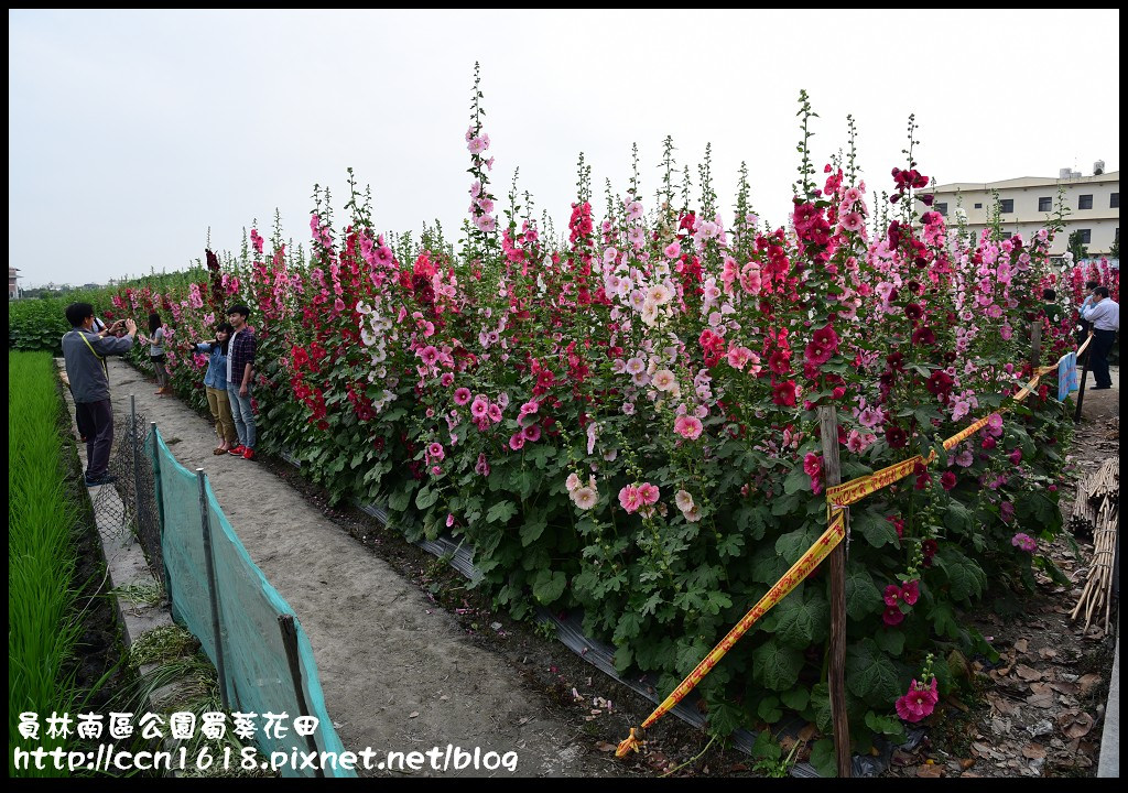 【農夫愛賞花】賞蜀葵花不用到台南學甲‧員林南區公園蜀葵花田 @假日農夫愛趴趴照