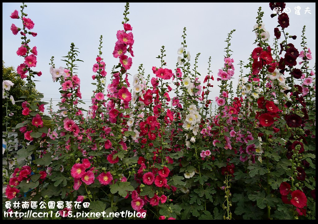 【農夫愛賞花】賞蜀葵花不用到台南學甲‧員林南區公園蜀葵花田 @假日農夫愛趴趴照