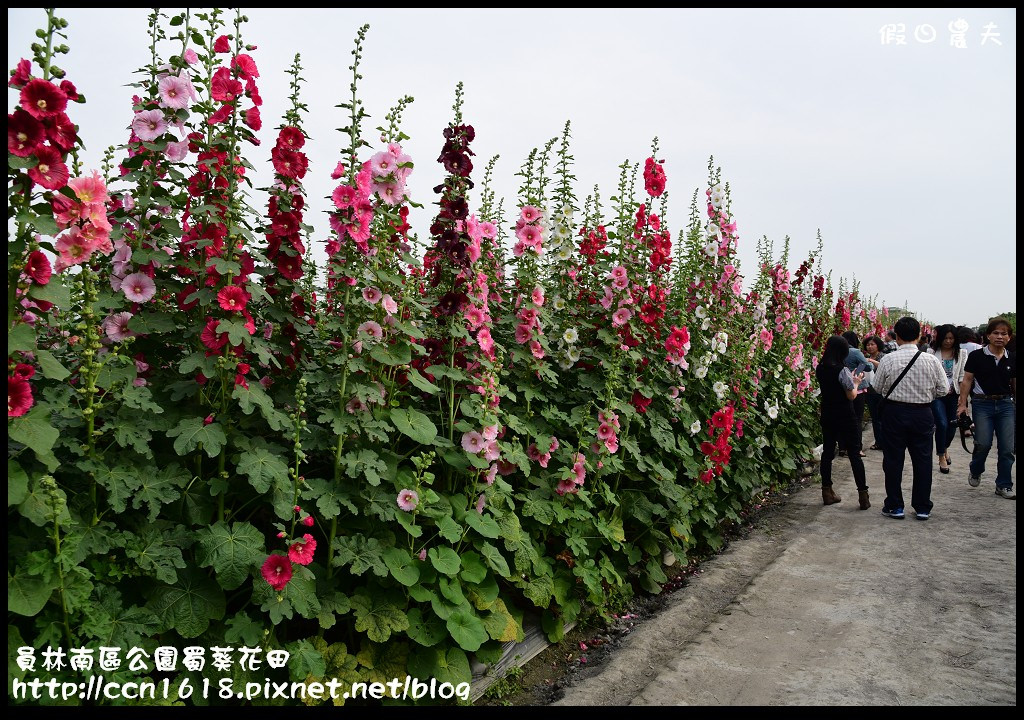 【農夫愛賞花】賞蜀葵花不用到台南學甲‧員林南區公園蜀葵花田 @假日農夫愛趴趴照