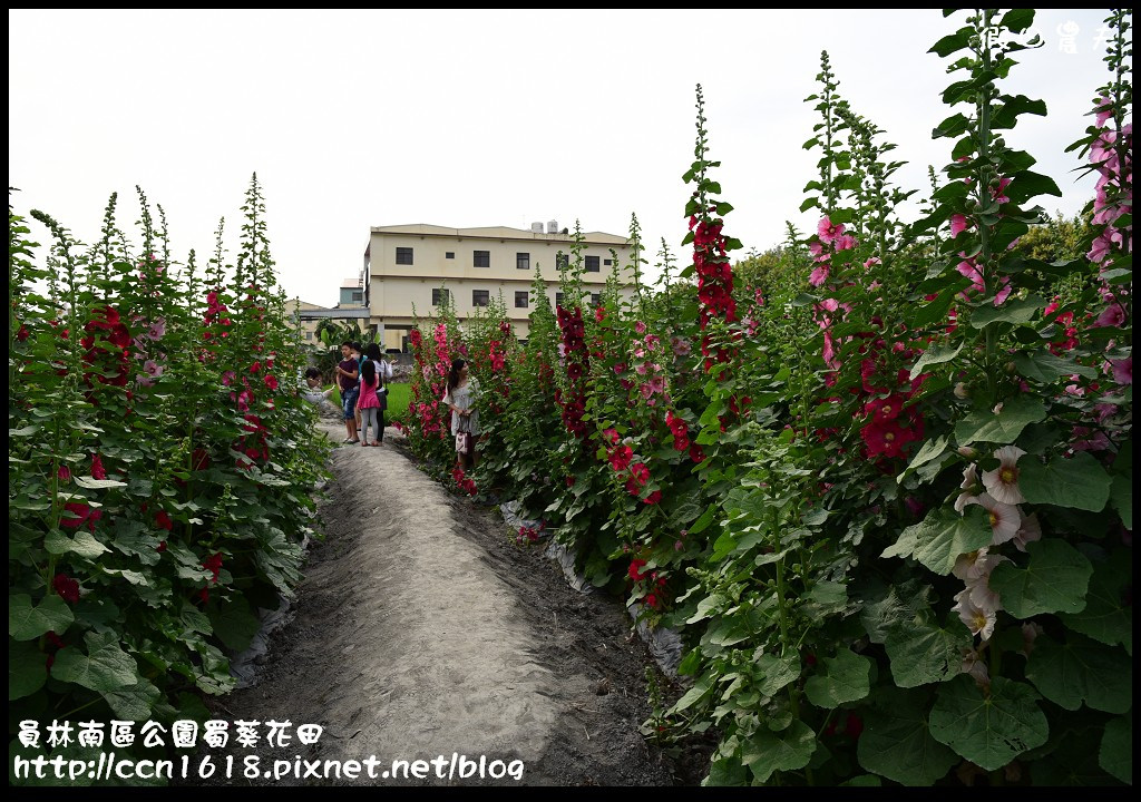 【農夫愛賞花】賞蜀葵花不用到台南學甲‧員林南區公園蜀葵花田 @假日農夫愛趴趴照