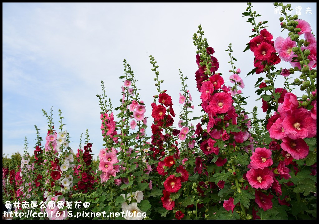 【農夫愛賞花】賞蜀葵花不用到台南學甲‧員林南區公園蜀葵花田 @假日農夫愛趴趴照