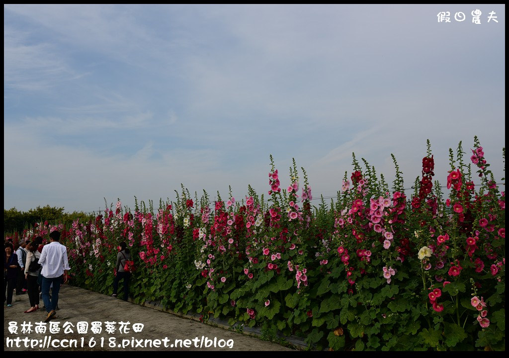 【農夫愛賞花】賞蜀葵花不用到台南學甲‧員林南區公園蜀葵花田 @假日農夫愛趴趴照