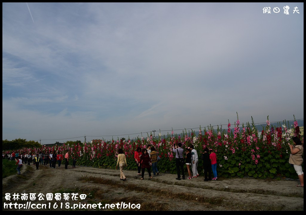 【農夫愛賞花】賞蜀葵花不用到台南學甲‧員林南區公園蜀葵花田 @假日農夫愛趴趴照