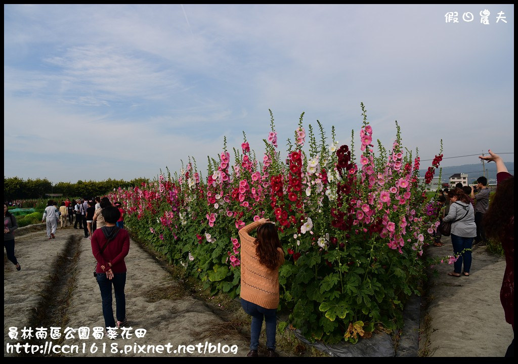 【農夫愛賞花】賞蜀葵花不用到台南學甲‧員林南區公園蜀葵花田 @假日農夫愛趴趴照