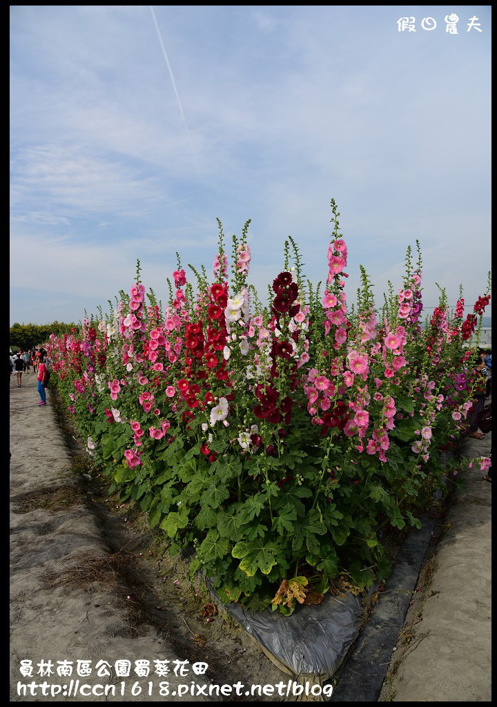 【農夫愛賞花】賞蜀葵花不用到台南學甲‧員林南區公園蜀葵花田 @假日農夫愛趴趴照