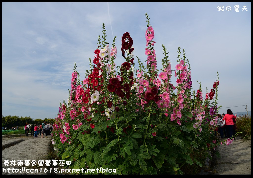 【農夫愛賞花】賞蜀葵花不用到台南學甲‧員林南區公園蜀葵花田 @假日農夫愛趴趴照