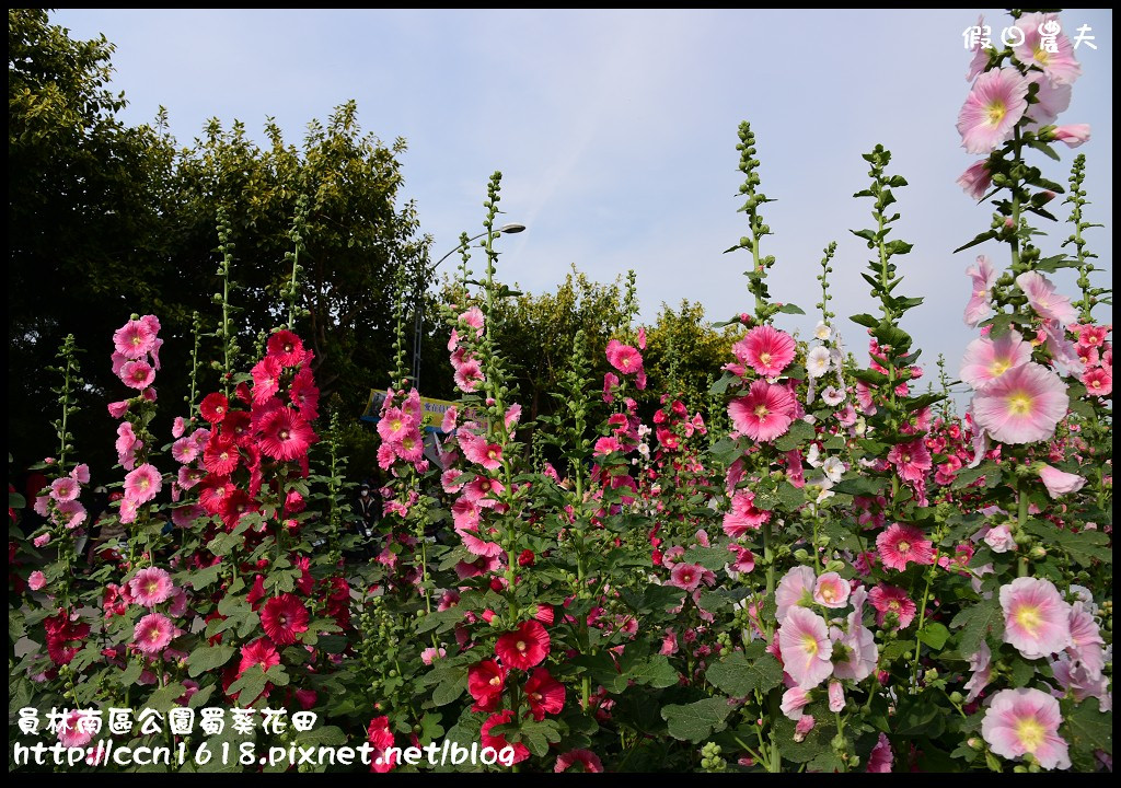 【農夫愛賞花】賞蜀葵花不用到台南學甲‧員林南區公園蜀葵花田 @假日農夫愛趴趴照