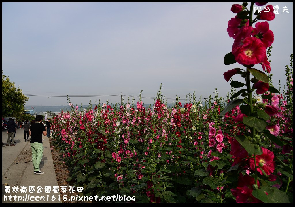 【農夫愛賞花】賞蜀葵花不用到台南學甲‧員林南區公園蜀葵花田 @假日農夫愛趴趴照