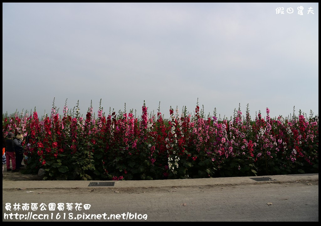 【農夫愛賞花】賞蜀葵花不用到台南學甲‧員林南區公園蜀葵花田 @假日農夫愛趴趴照