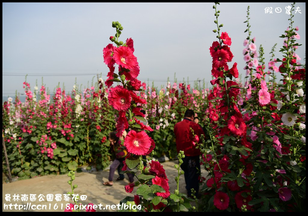 【農夫愛賞花】賞蜀葵花不用到台南學甲‧員林南區公園蜀葵花田 @假日農夫愛趴趴照