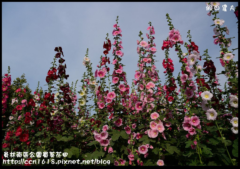 【農夫愛賞花】賞蜀葵花不用到台南學甲‧員林南區公園蜀葵花田 @假日農夫愛趴趴照