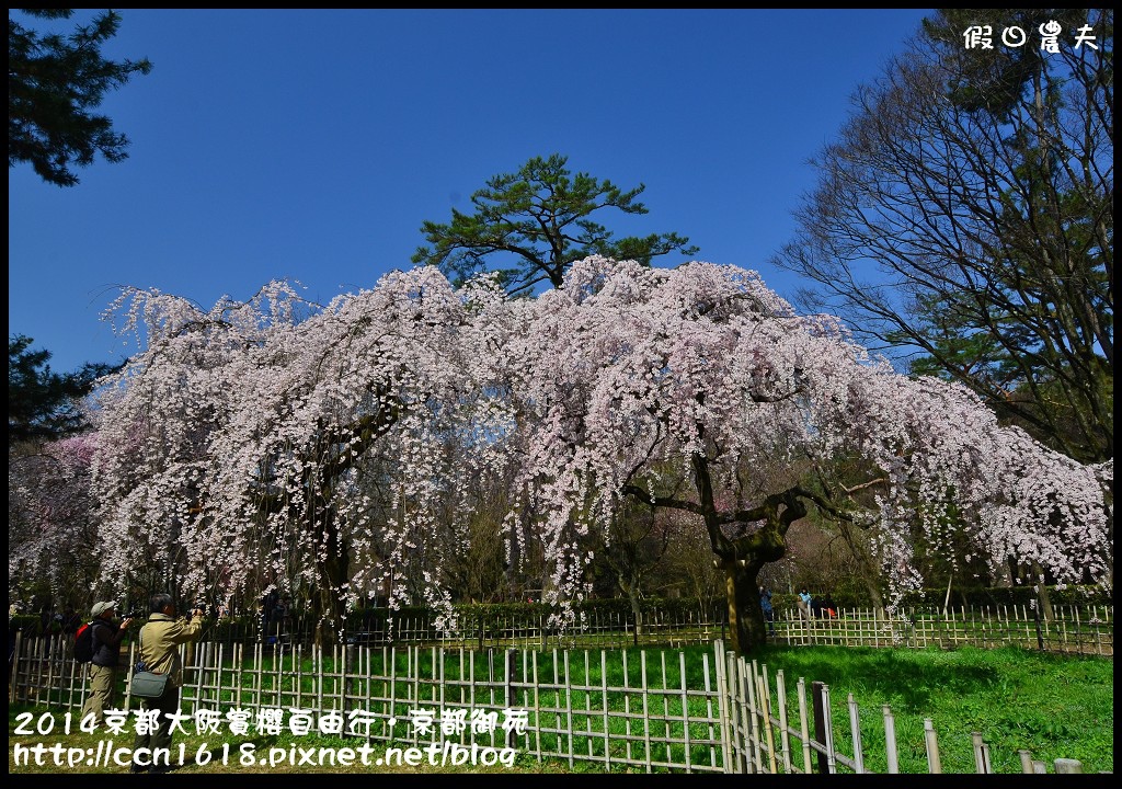 【日本旅遊資訊】日本櫻花前線預測．櫻花開花情報集合/行程規劃/自由行/賞櫻名所 @假日農夫愛趴趴照