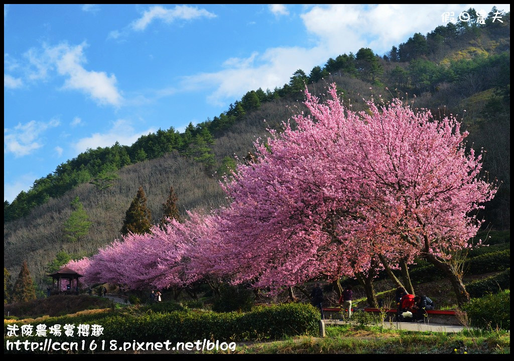 【台中住宿】台灣三大宮殿旅館之一‧梨山賓館/住梨山到武陵農場賞櫻 @假日農夫愛趴趴照