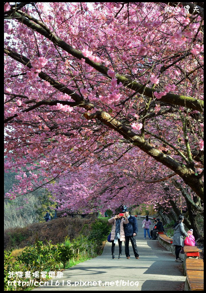 【農夫愛賞花】此生必遊‧武陵農場賞粉紅佳人 @假日農夫愛趴趴照