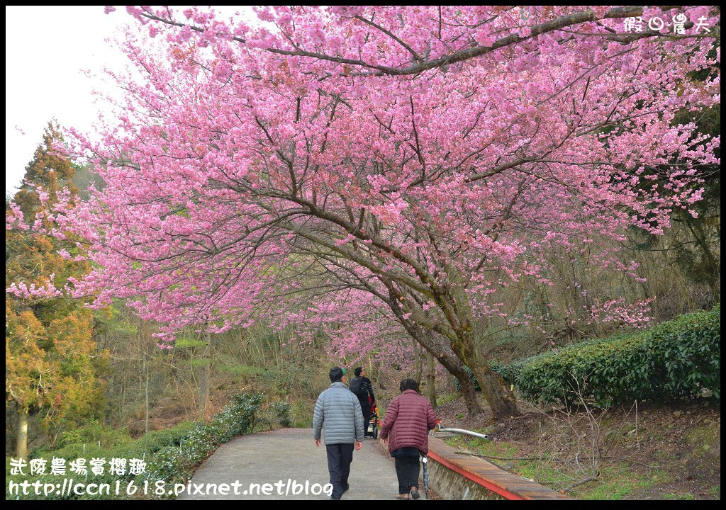 【農夫愛賞花】此生必遊‧武陵農場賞粉紅佳人 @假日農夫愛趴趴照