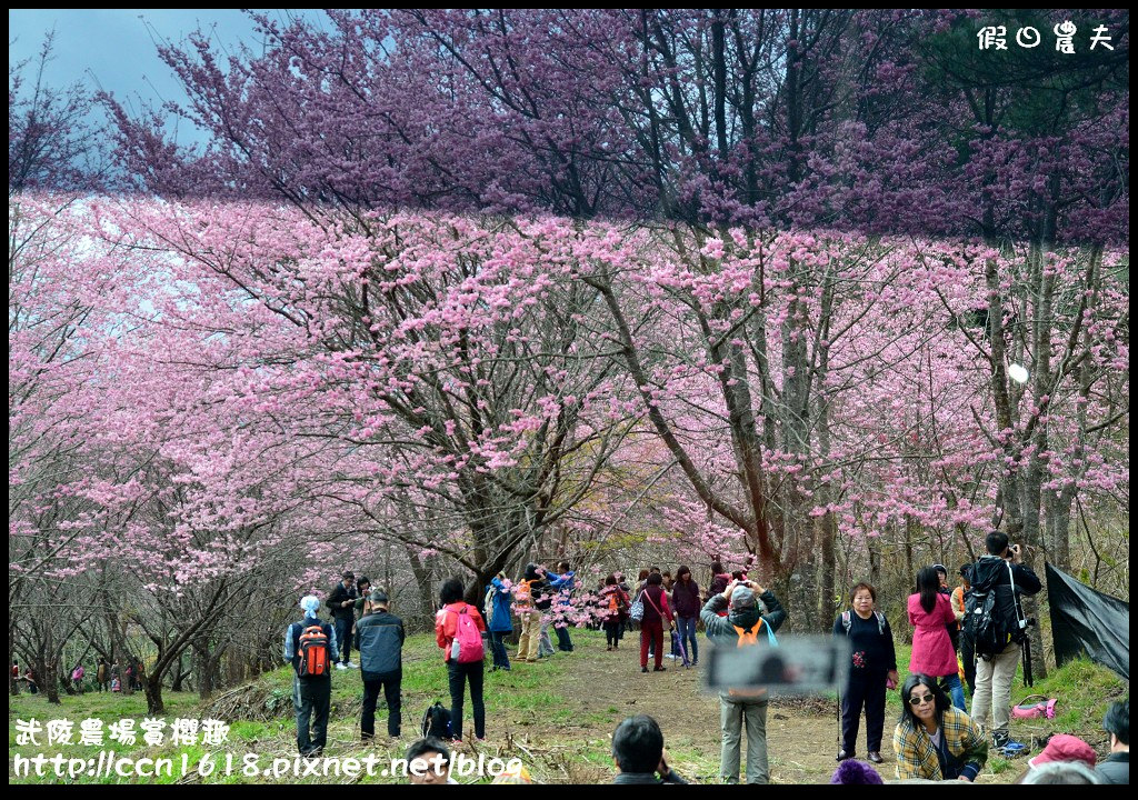 【農夫愛賞花】此生必遊‧武陵農場賞粉紅佳人 @假日農夫愛趴趴照