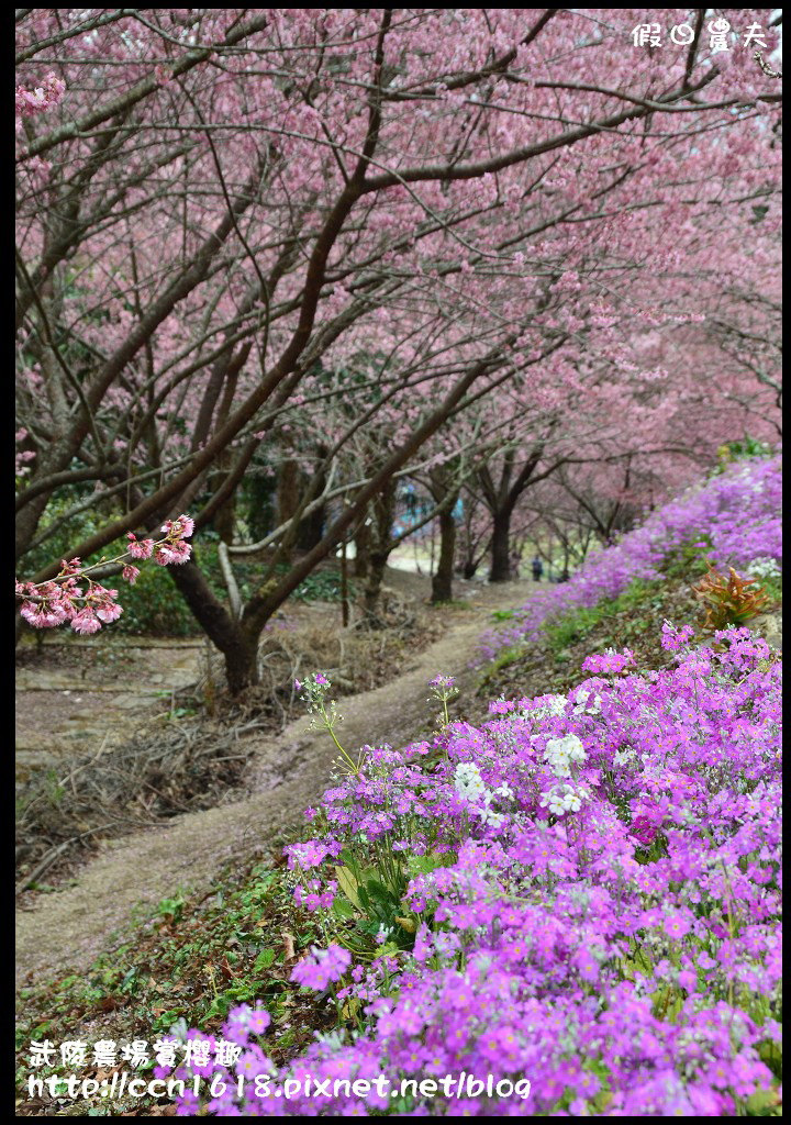 【農夫愛賞花】此生必遊‧武陵農場賞粉紅佳人 @假日農夫愛趴趴照