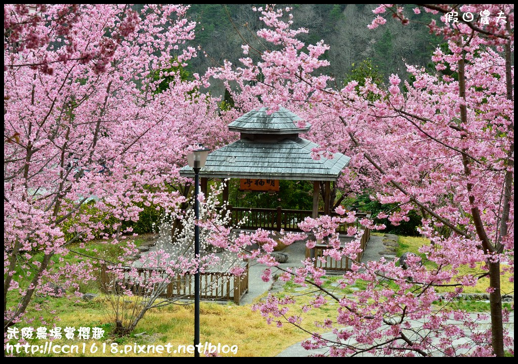 【農夫愛賞花】此生必遊‧武陵農場賞粉紅佳人 @假日農夫愛趴趴照