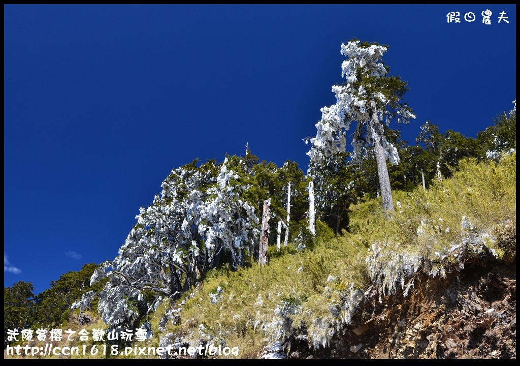 【南投旅遊】武陵賞櫻之合歡山玩雪 @假日農夫愛趴趴照