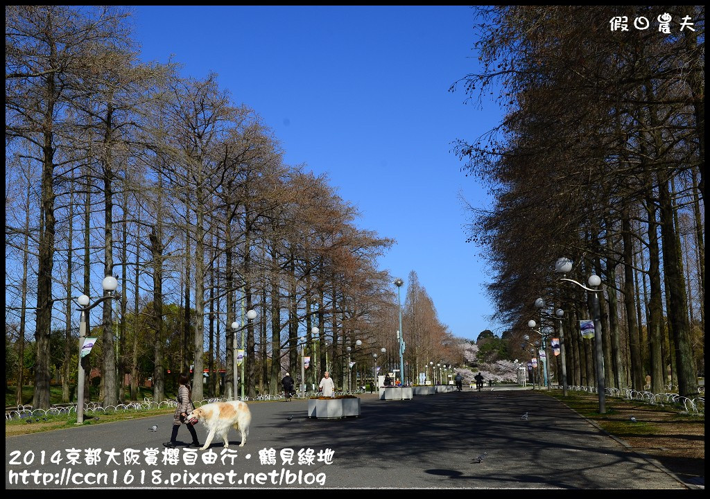 【日本旅遊】京都大阪賞櫻自由行．花博紀念公園鶴見綠地．終於賞到滿開的吉野櫻 @假日農夫愛趴趴照