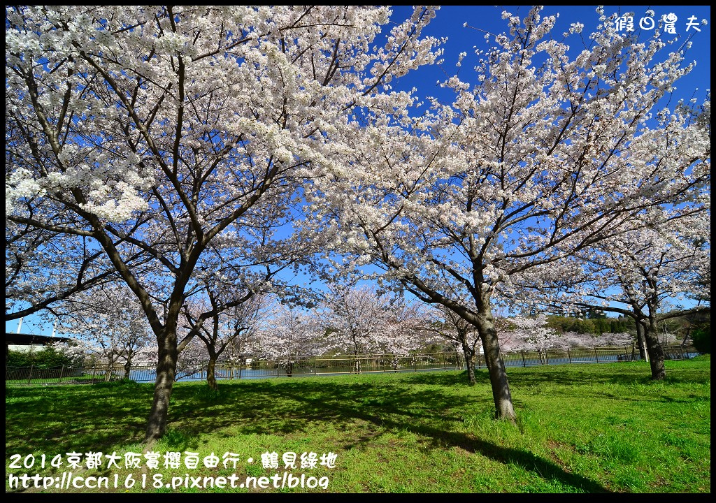 【日本旅遊】京都大阪賞櫻自由行．花博紀念公園鶴見綠地．終於賞到滿開的吉野櫻 @假日農夫愛趴趴照