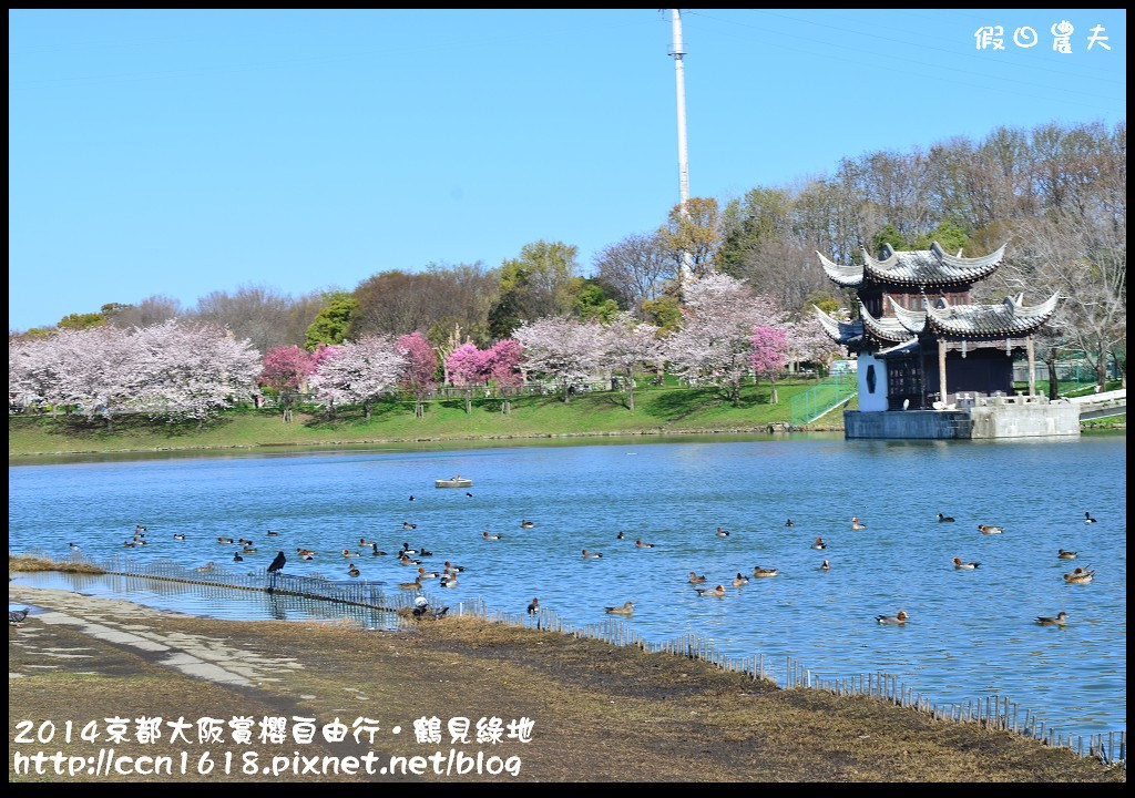 【日本旅遊】京都大阪賞櫻自由行．花博紀念公園鶴見綠地．終於賞到滿開的吉野櫻 @假日農夫愛趴趴照