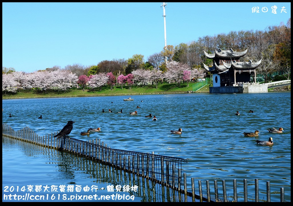 【日本旅遊】京都大阪賞櫻自由行．花博紀念公園鶴見綠地．終於賞到滿開的吉野櫻 @假日農夫愛趴趴照