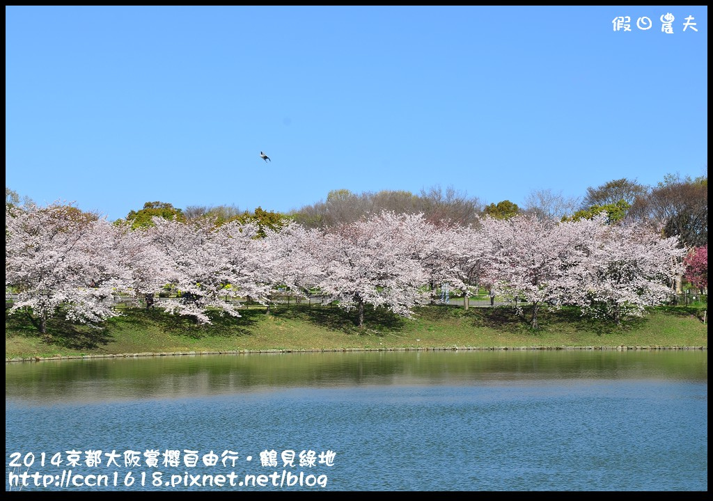 【日本旅遊】京都大阪賞櫻自由行．花博紀念公園鶴見綠地．終於賞到滿開的吉野櫻 @假日農夫愛趴趴照